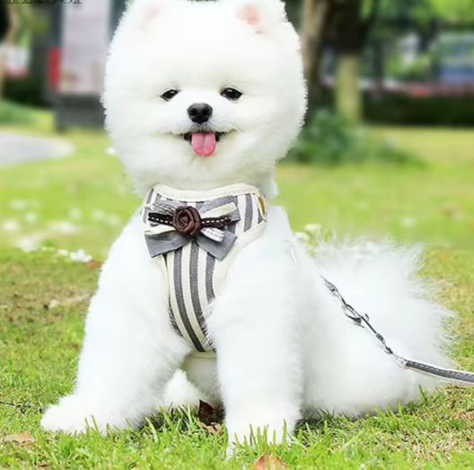 PECHERA PARA MASCOTAS CON MOÑO
